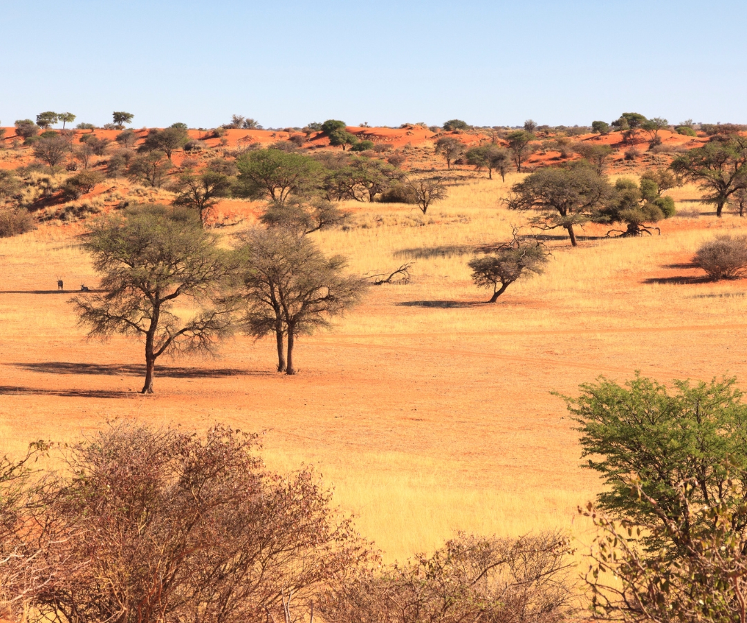 Desert landscape