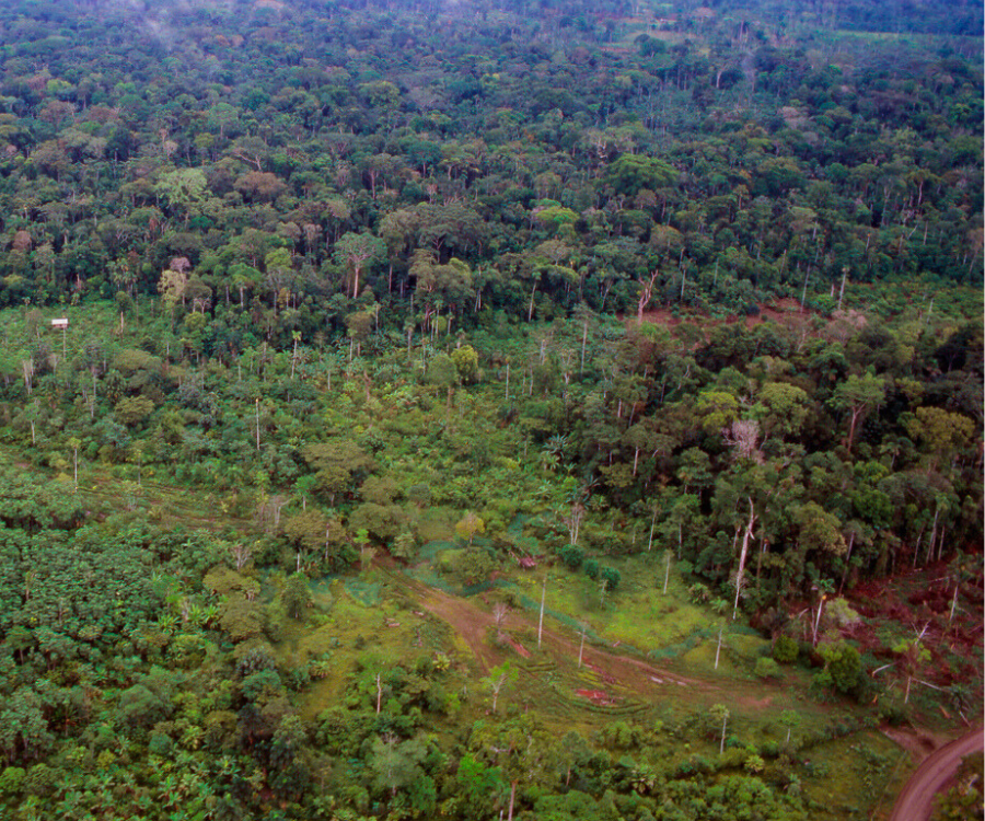 Secondary forest regrowth in a tropical rainforest in the Ecuadorian Amazon